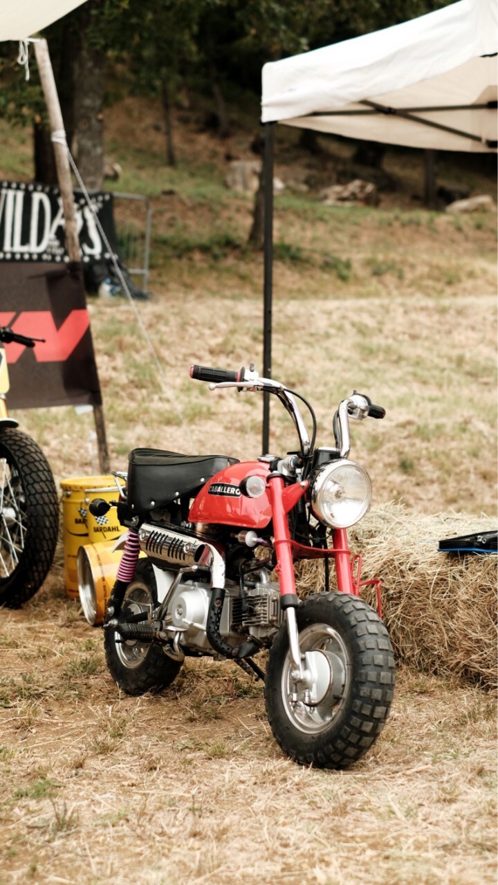 Wildays 2021: un successo! 