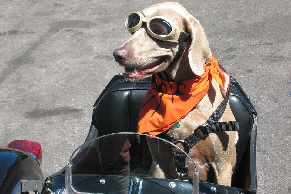 Come trasportare il proprio cane o gatto in moto: regole e consigli