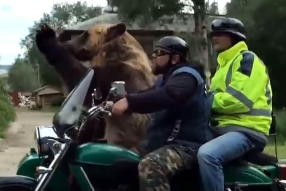 Russia, l'orso in sidecar che saluta i passanti