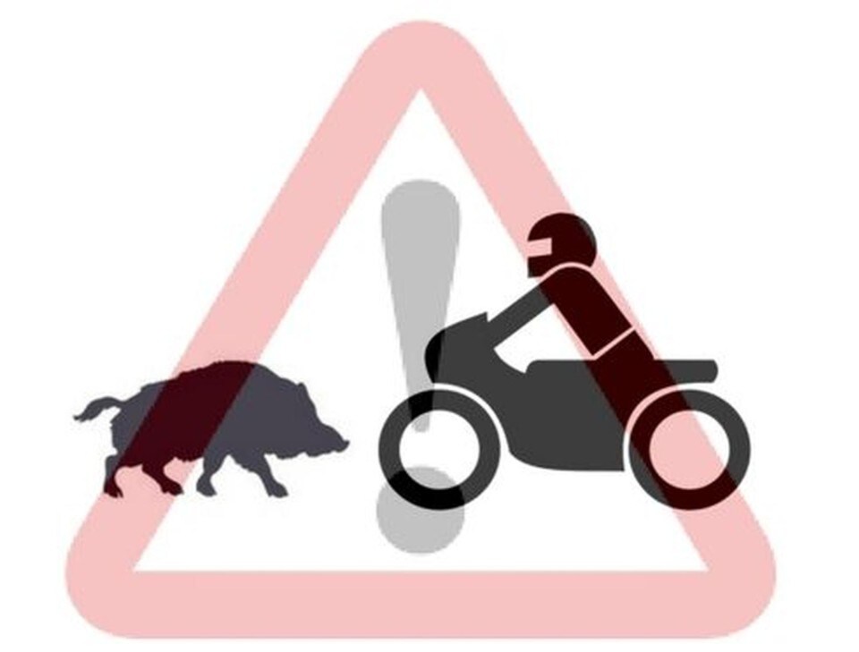 Incidente con un animale selvatico: la Pubblica amministrazione non risponde del danno