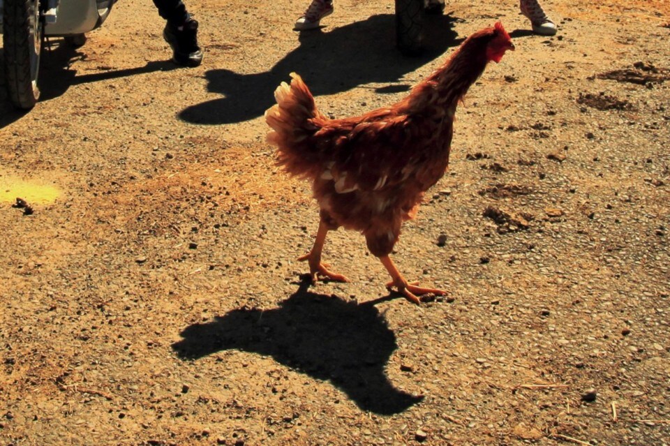 Moto: quando la gallina salva la vita