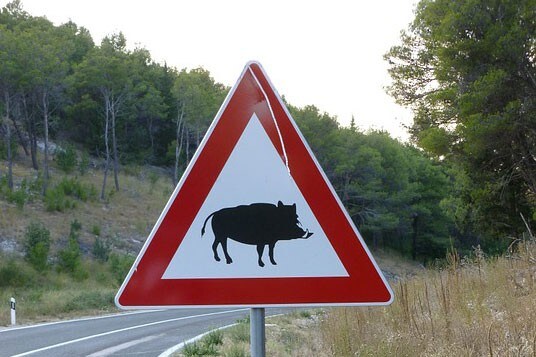 Cinghiale: un nemico per tutti noi