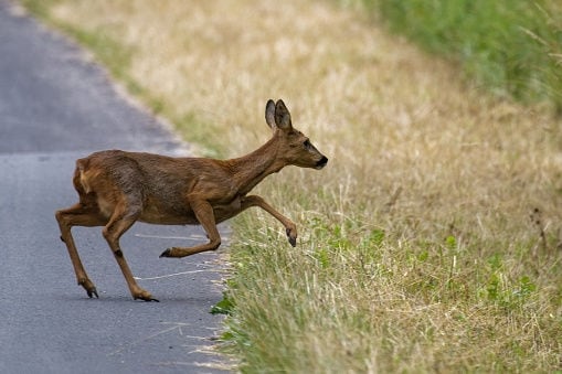 Incidente con un capriolo? La Cassazione cambia le regole del risarcimento